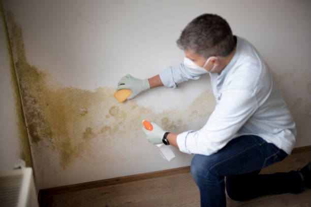 Best Water Damage & Mold Remediation  in Hawkinsville, GA