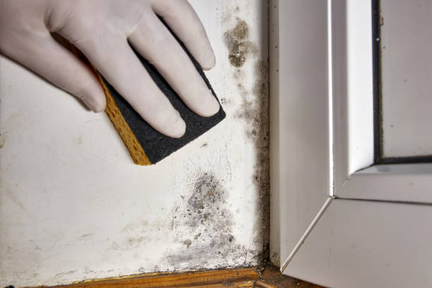 Best Comprehensive Air Testing for Mold Contaminants  in Hawkinsville, GA